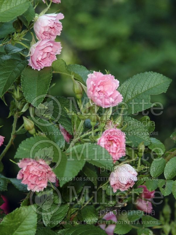 Rosa Pink F. J. Grootendorst (Shrub Rose) 1