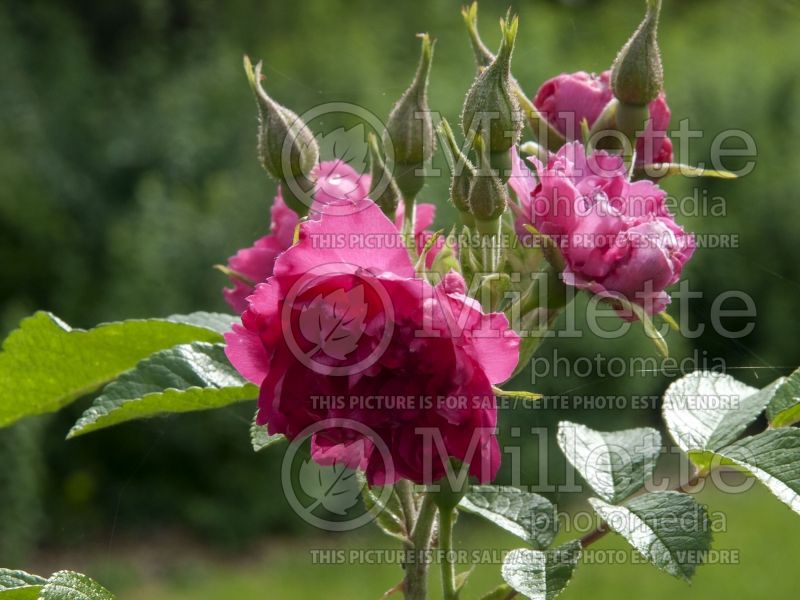 Rosa F. J. Grootendorst (Shrub Rose) 1