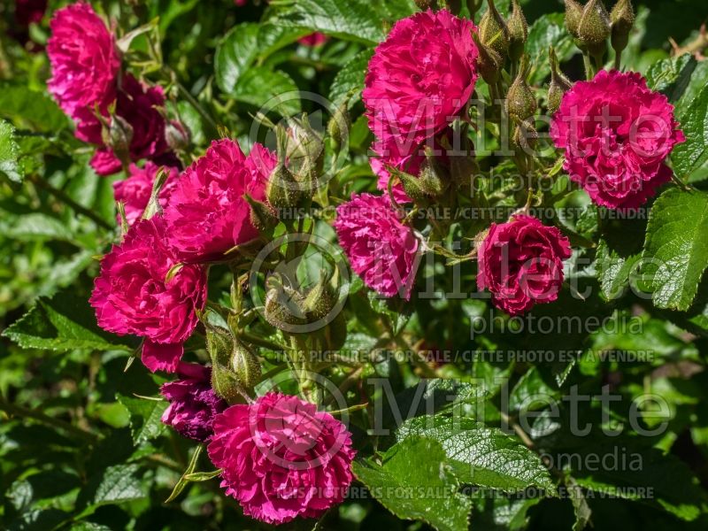 Rosa F. J. Grootendorst (Shrub Rose) 5