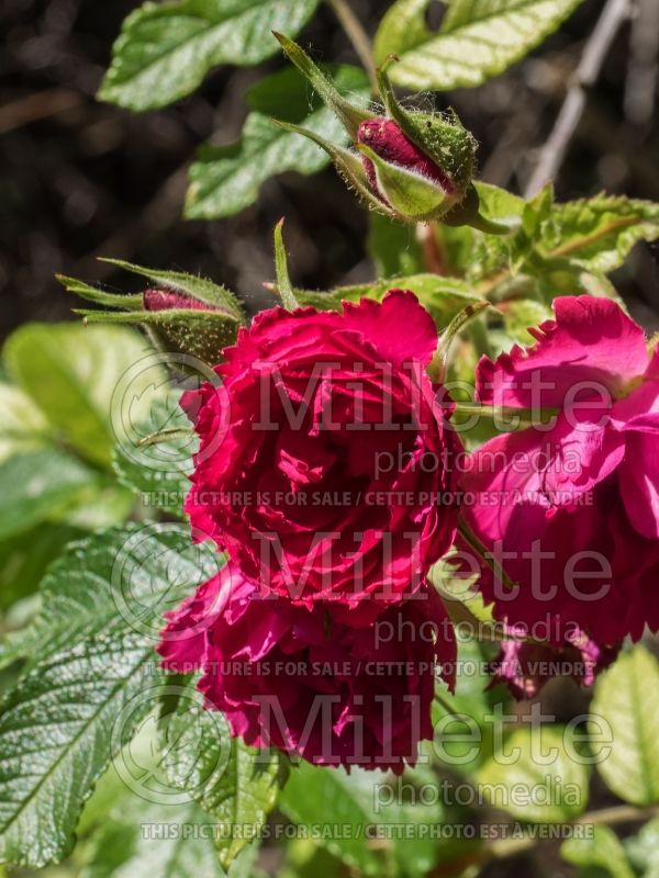 Rosa F. J. Grootendorst (Shrub Rose) 6