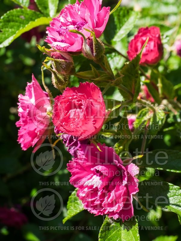 Rosa F. J. Grootendorst (Shrub Rose) 7