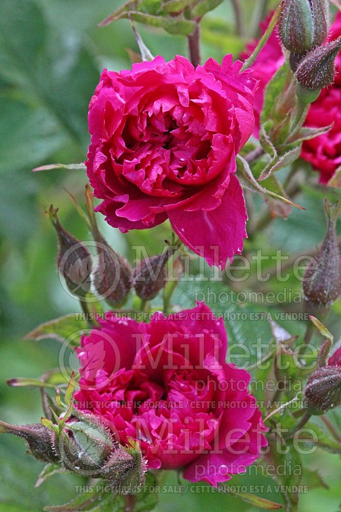 Rosa F. J. Grootendorst (Shrub Rose) 3