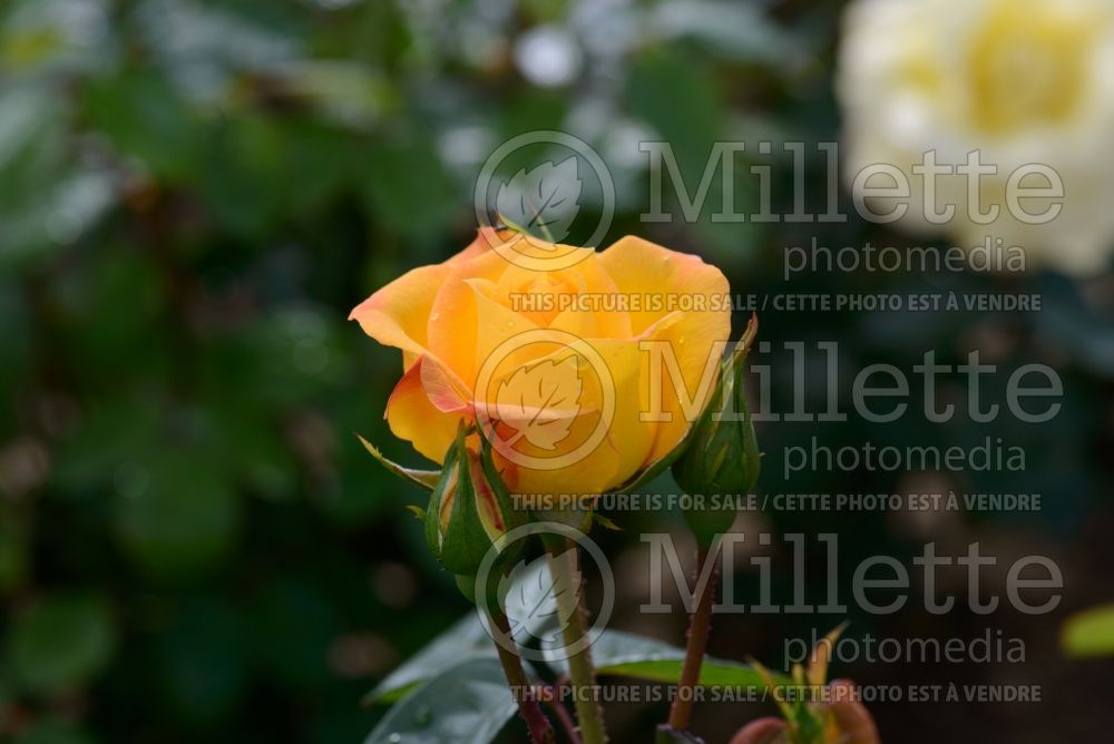 Rosa Arthur Bell (Floribunda Rose)  3 