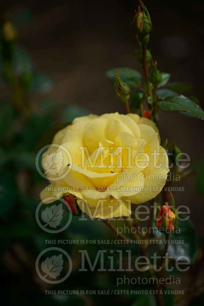 Rosa Arthur Bell (Floribunda Rose)  5 