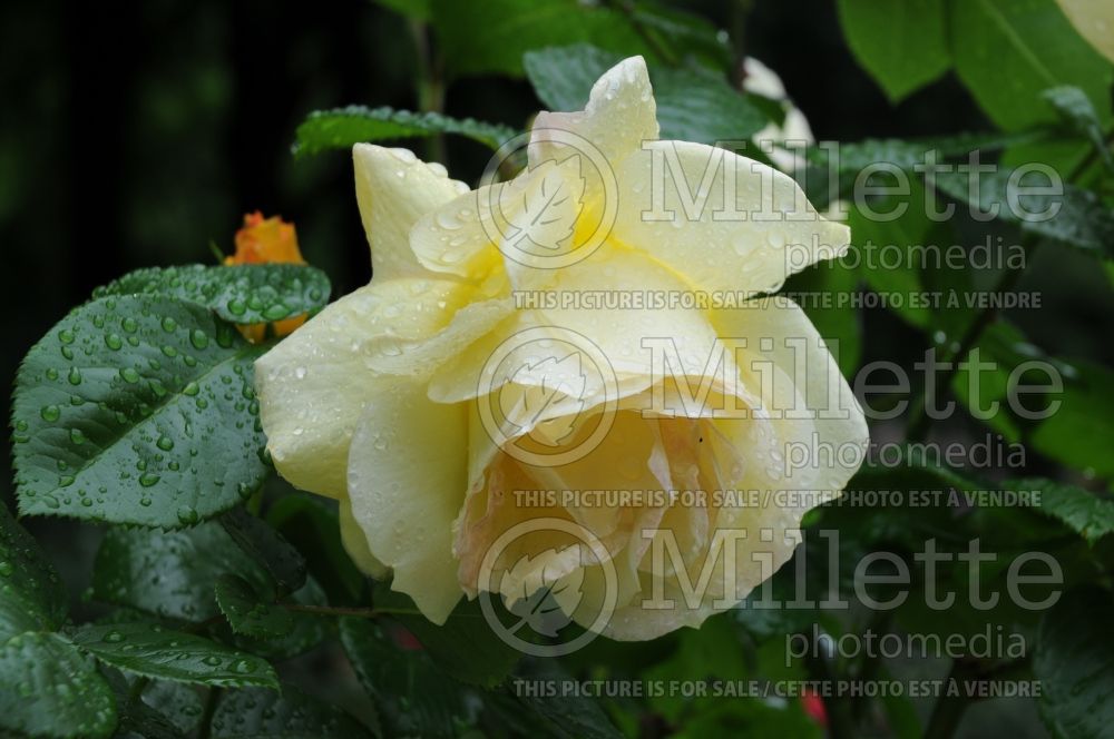 Rosa Arthur Bell (Floribunda Rose)  1 