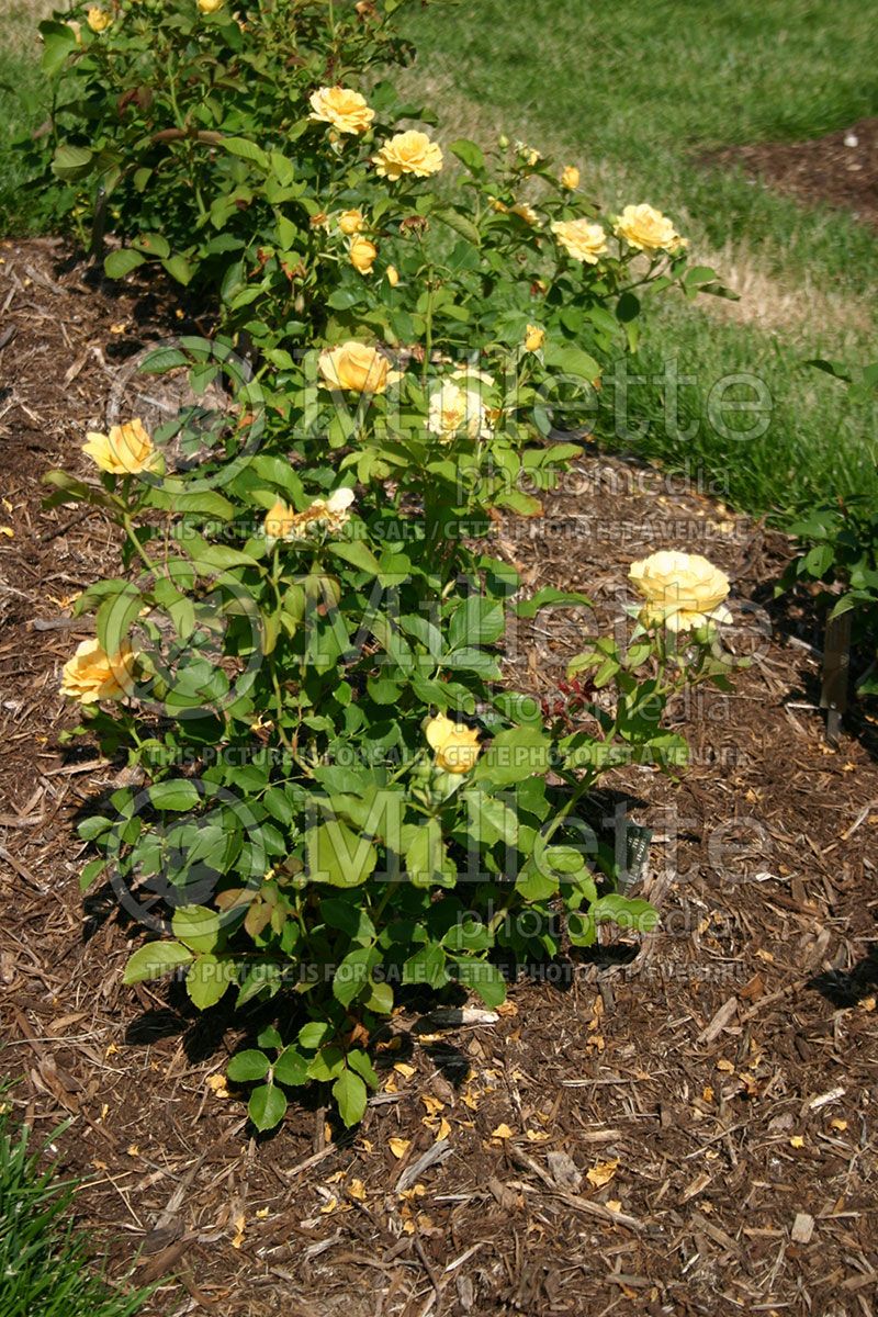 Rosa Honey Perfume aka JACarque (Floribunda Rose) 1