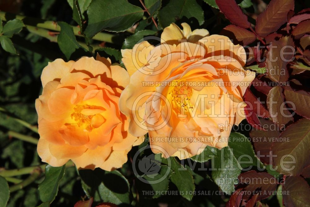 Rosa Honey Perfume aka JACarque (Floribunda Rose) 3 