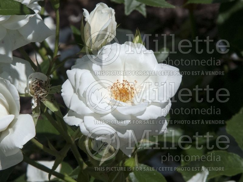 Rosa Iceberg (floribunda Rose) 14 