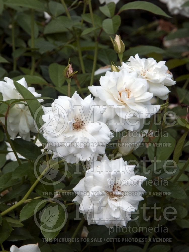 Rosa Iceberg (floribunda Rose) 13 