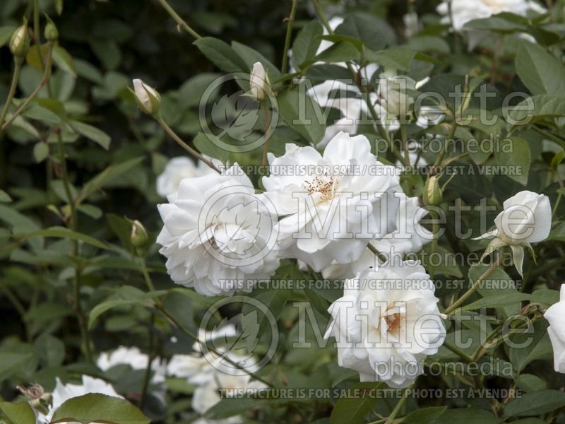 Rosa Iceberg (floribunda Rose) 12 