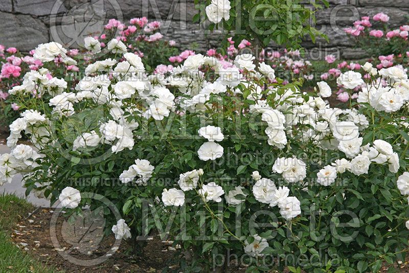 Rosa Iceberg (floribunda Rose) 2 