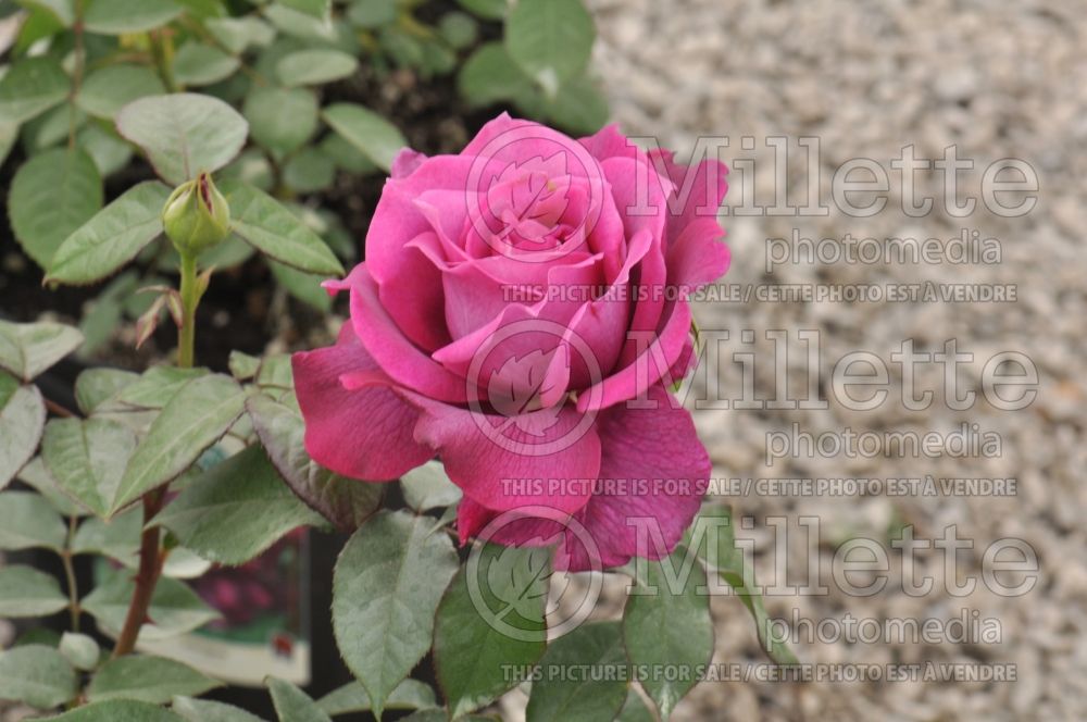 Rosa Intrigue (floribunda Rose) 5 