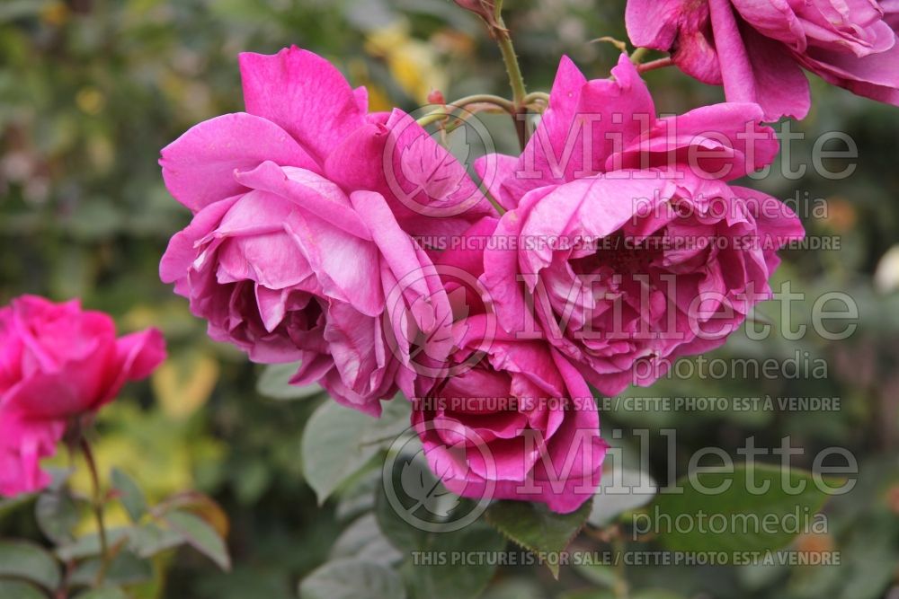 Rosa Intrigue (floribunda Rose) 3 