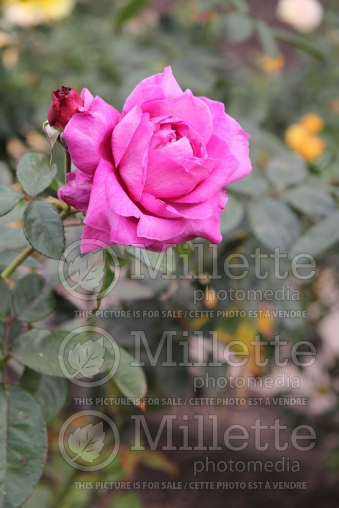 Rosa Intrigue (floribunda Rose) 4 