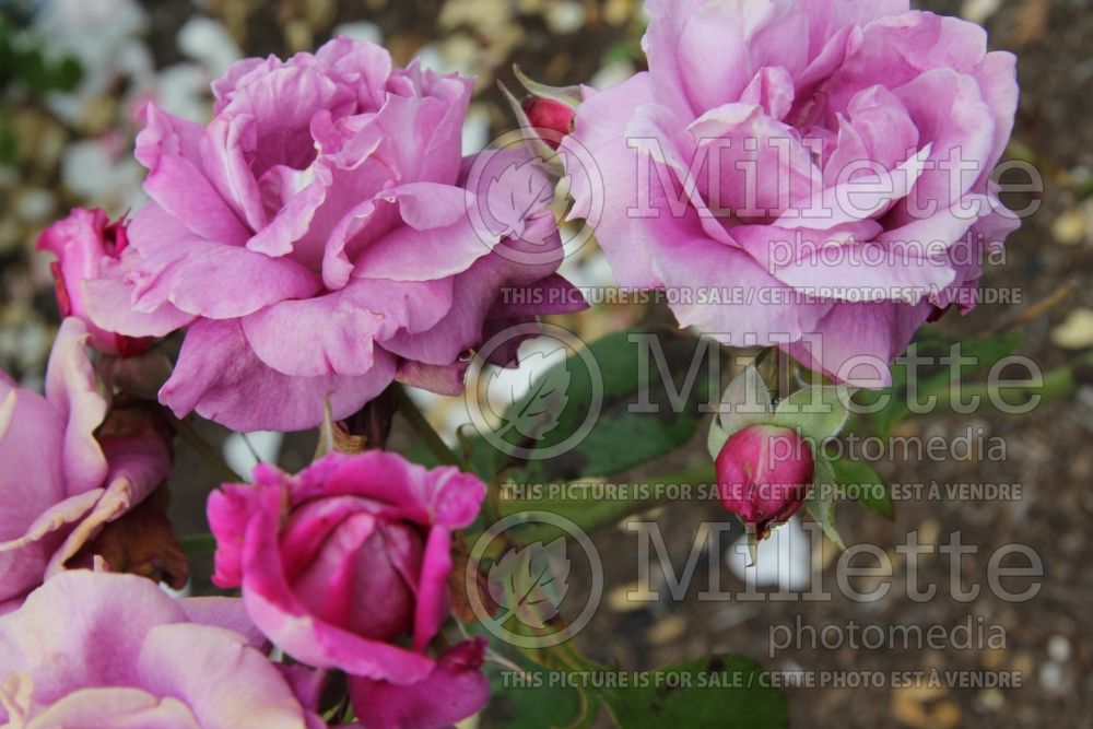 Rosa Intrigue (floribunda Rose) 7 