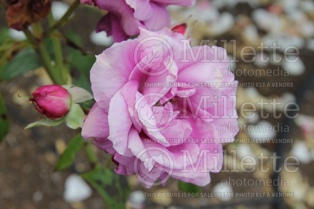 Rosa Intrigue (floribunda Rose) 8 