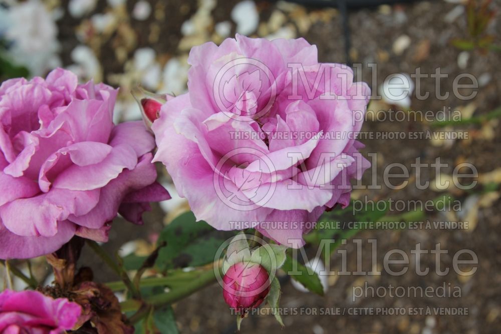 Rosa Intrigue (floribunda Rose) 9 