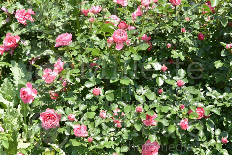 Rosa Leonardo da Vinci (Floribunda rose) 1 