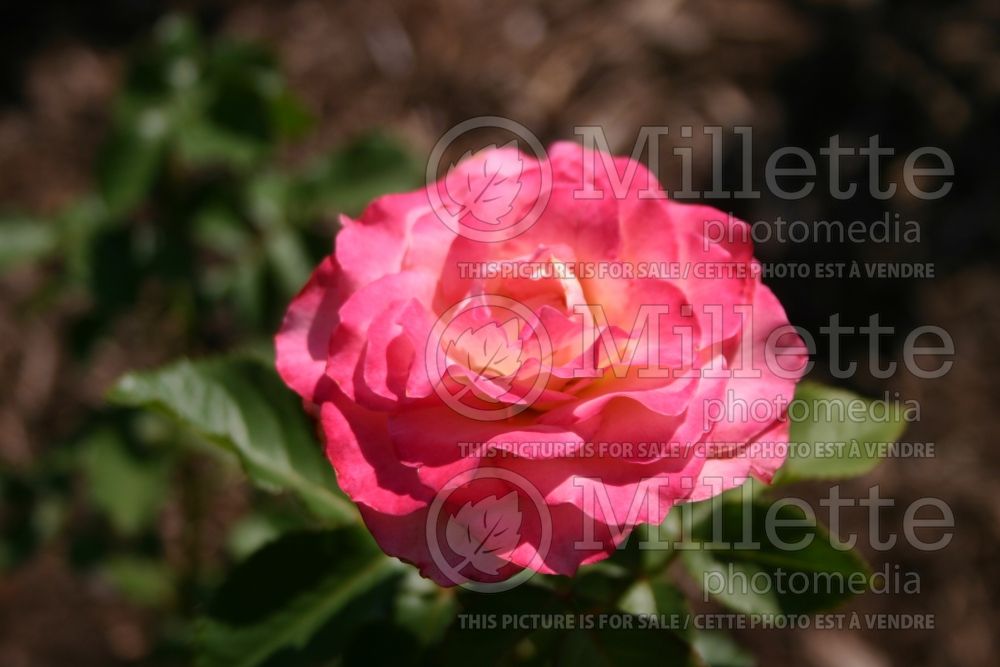 Rosa Masquerade (Floribunda rose) 1 