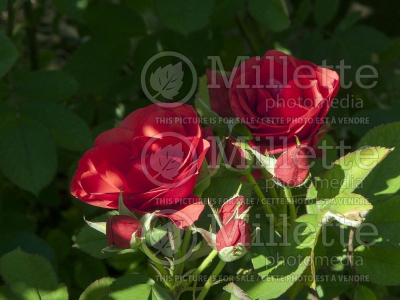 Rosa Morden Fireglow (Floribunda rose) 8 