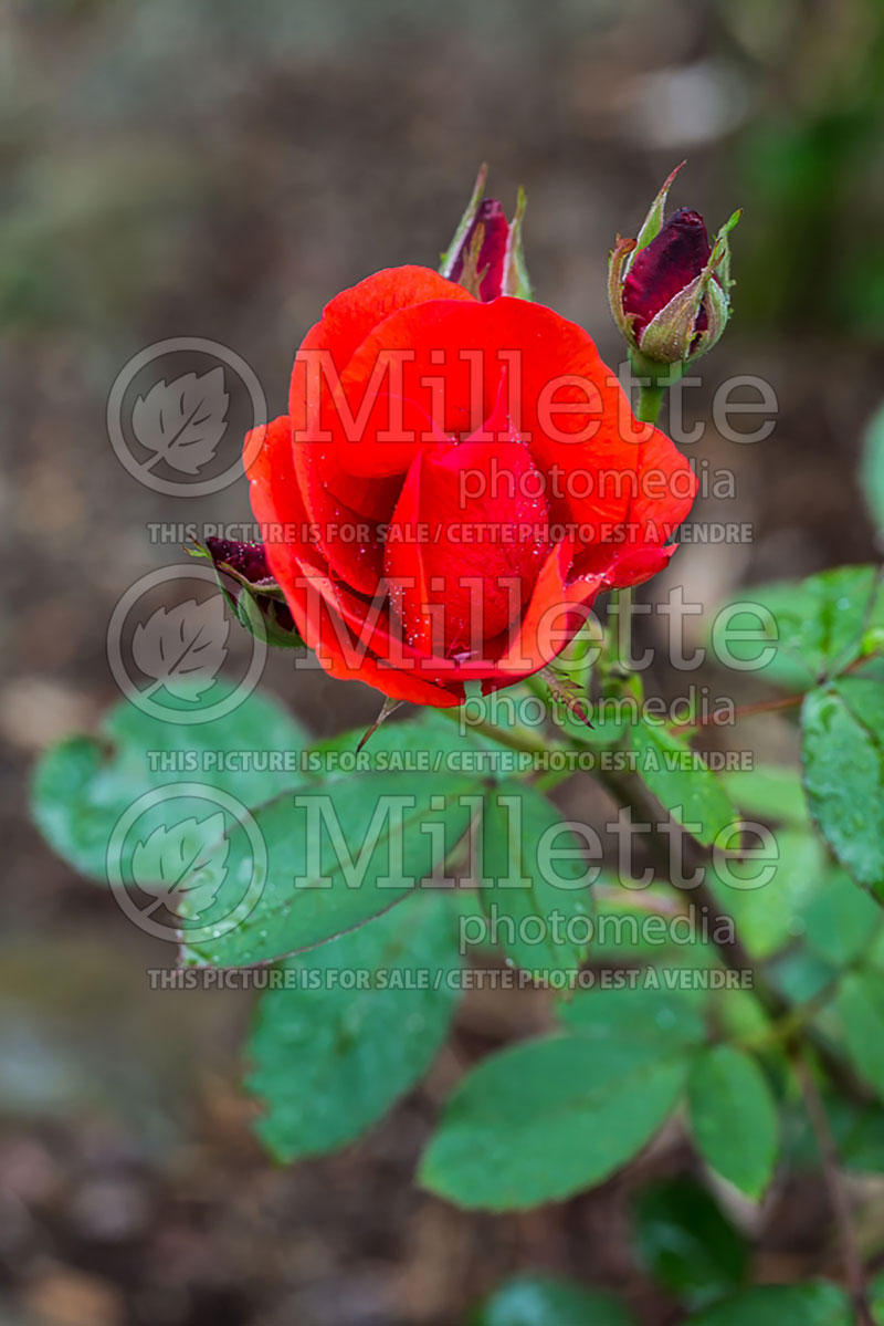 Rosa Morden Fireglow (Floribunda rose) 5 