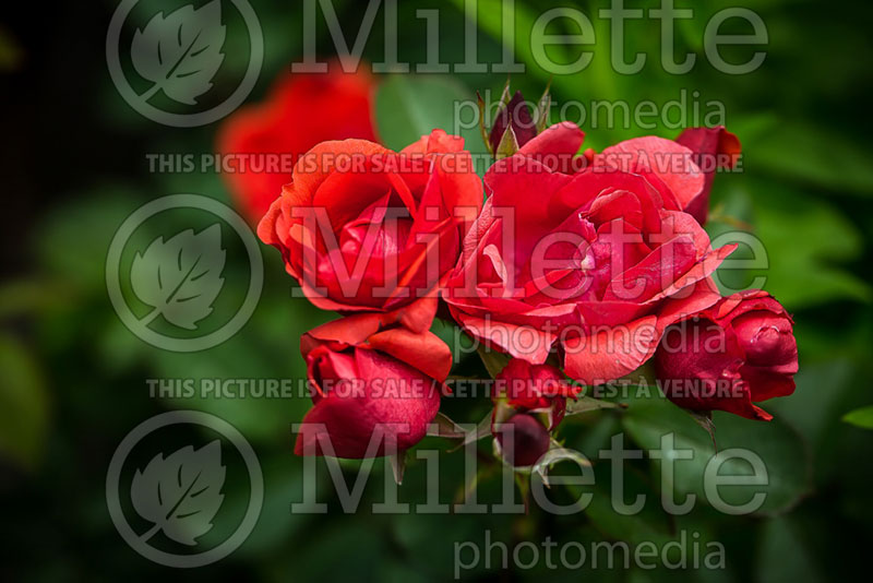 Rosa Morden Fireglow (Floribunda rose) 3 