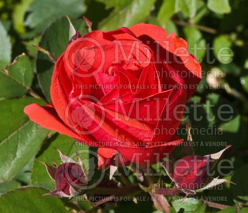 Rosa Morden Fireglow (Floribunda rose) 6 