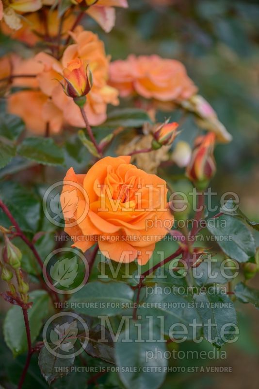 Rosa Precious Amber (floribunda rose) 2 