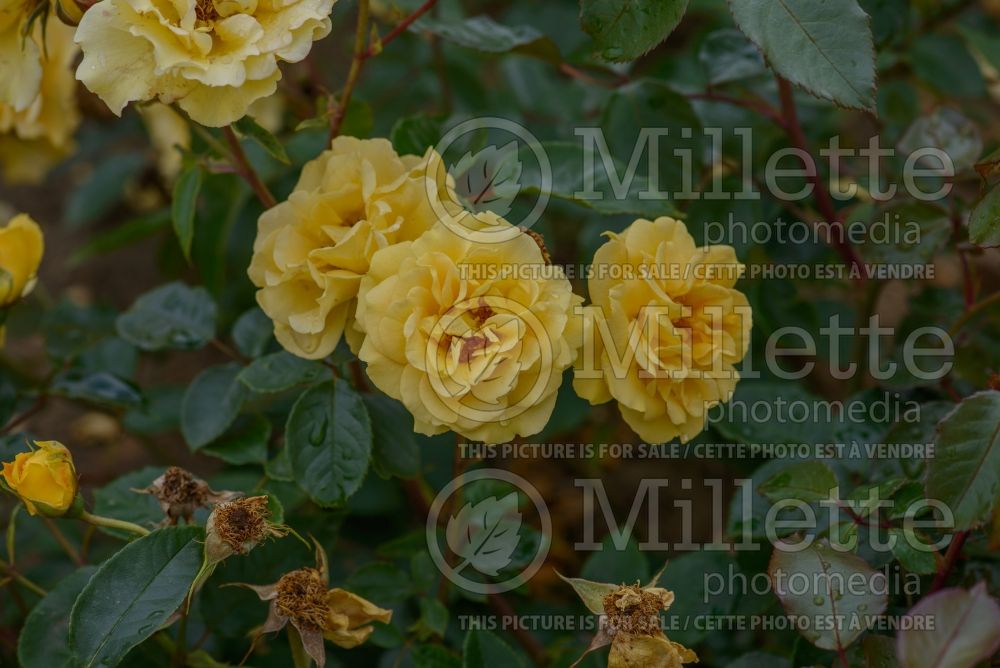 Rosa Precious Gold (floribunda rose) 1 