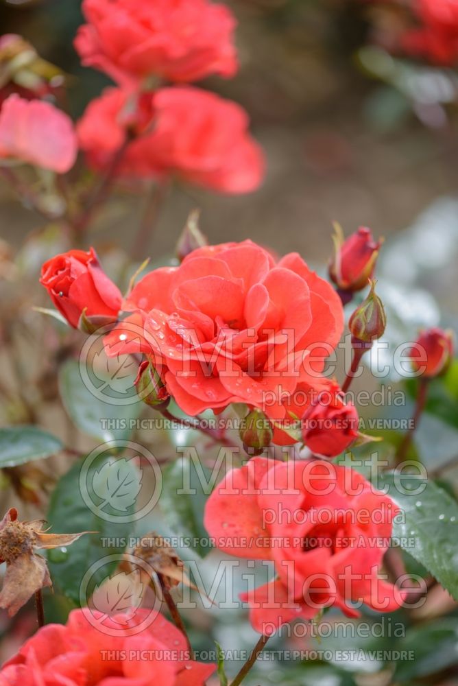 Rosa Precious Love (floribunda Rose)  1 