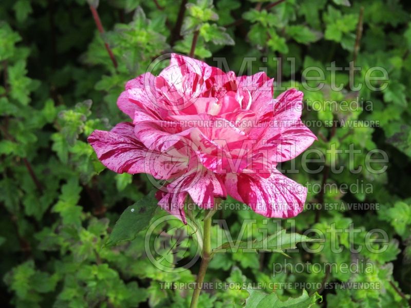 Rosa Purple Tiger (Floribunda rose) 1 