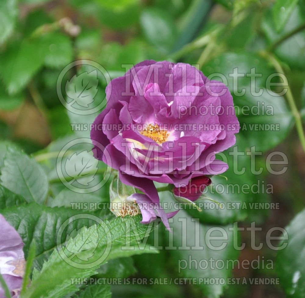 Rosa Rhapsody In Blue (Shrub Rose)  5 