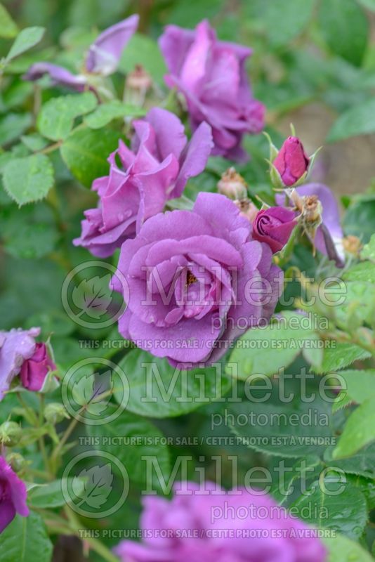 Rosa Rhapsody In Blue (floribunda Rose)  6 