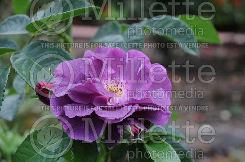 Rosa Rhapsody In Blue (Shrub Rose)  3 