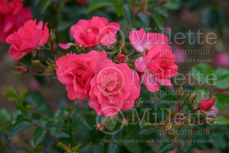 Rosa Rosy Cheeks (floribunda rose) 1 