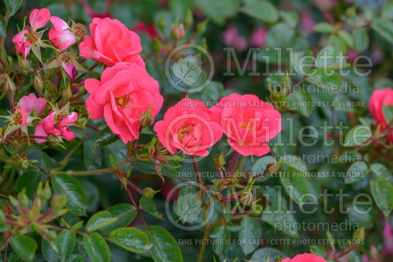 Rosa Rosy Cheeks (floribunda rose) 2 