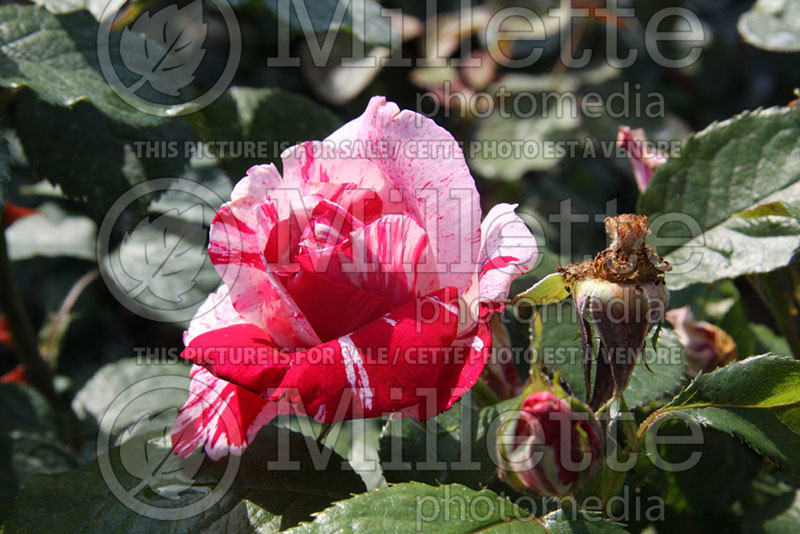 Rosa Scentimental (floribunda Rose) 1 