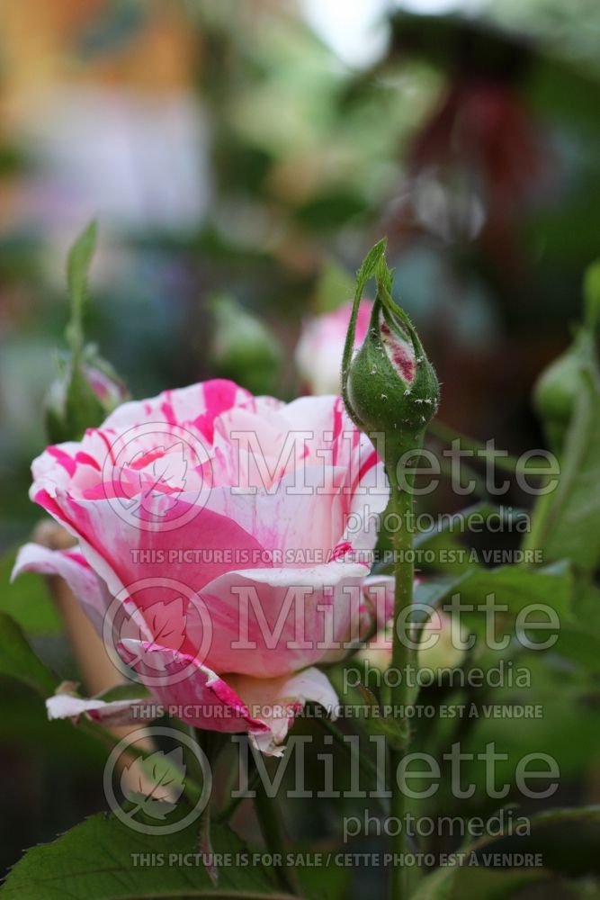 Rosa Scentimental (floribunda Rose) 2 