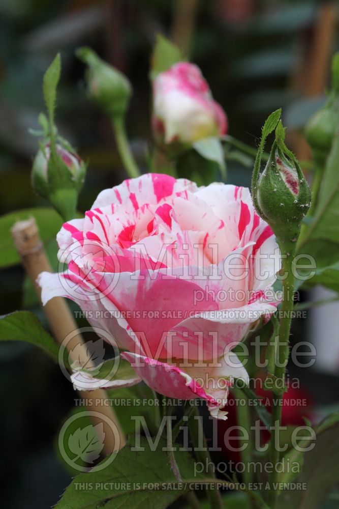 Rosa Scentimental (floribunda Rose) 3 