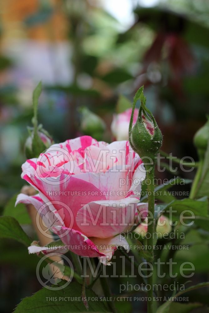 Rosa Scentimental (floribunda Rose) 4 