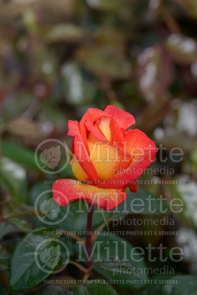 Rosa Sheila's Perfume (floribunda rose) 2 