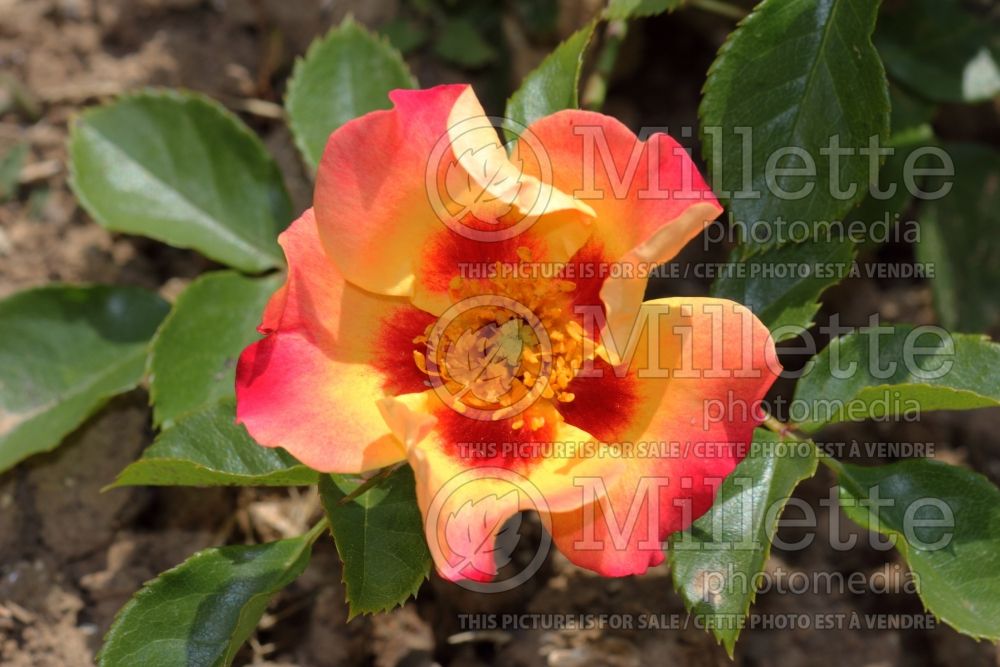 Rosa Sunshine Babylone Eyes (floribunda rose) 1 