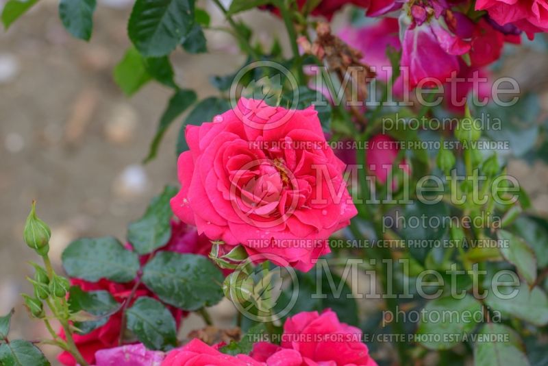 Rosa Truly Loved (Floribunda rose) 1 