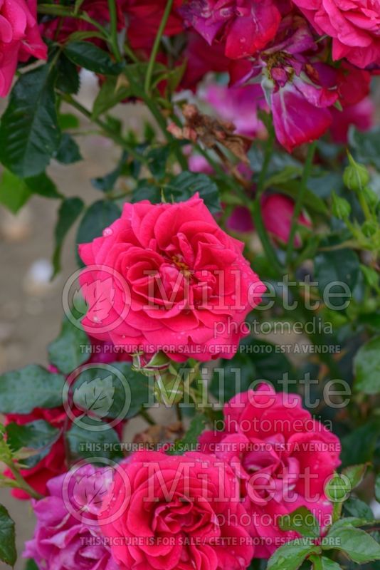 Rosa Truly Loved (Floribunda rose) 2 