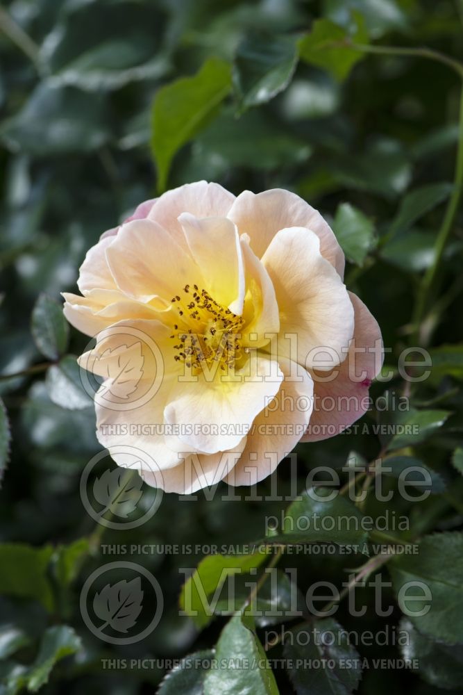 Rosa Flower Carpet Amber (Ground cover Rose) 3