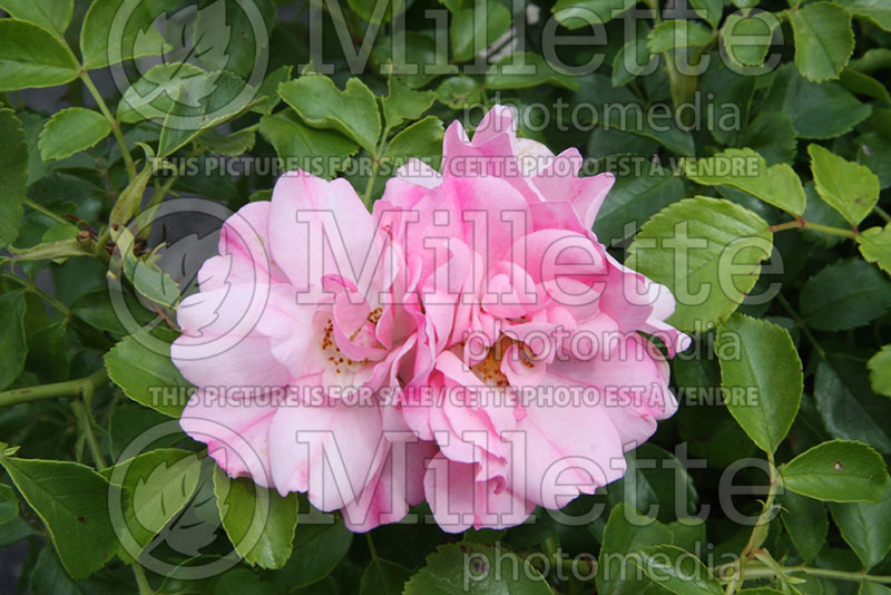 Rosa Flower Carpet Appleblossom (Groundcover rose)  1