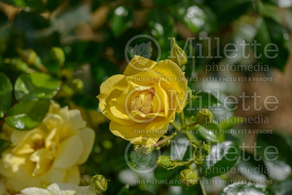 Rosa Flower Carpet Gold (Ground cover Rose) 1