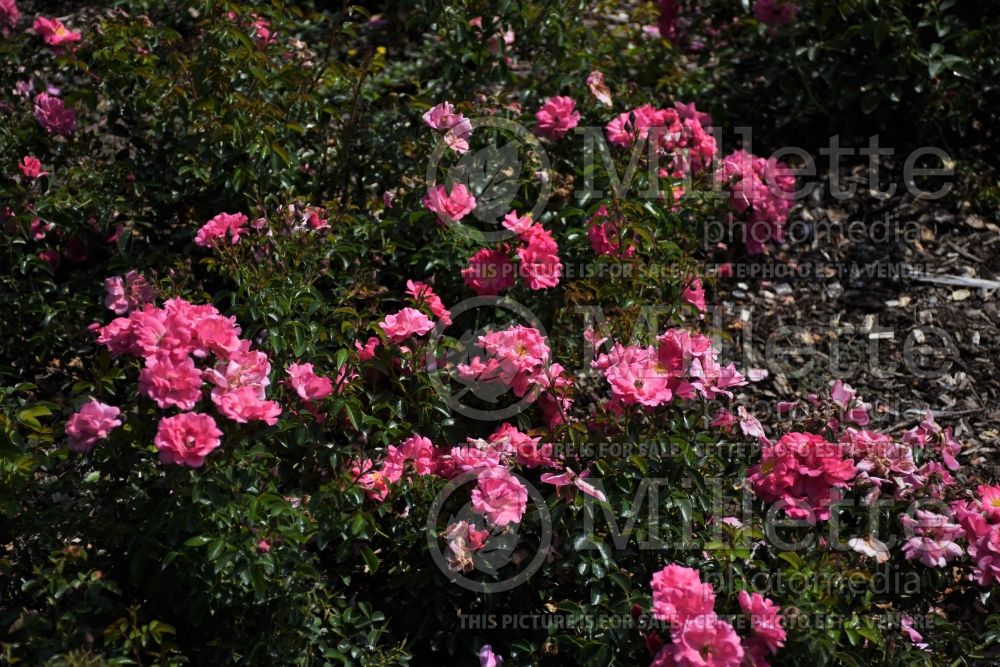 Rosa Flower Carpet Pink Supreme (Groundcover Rose) 2 