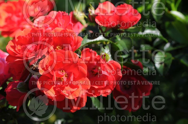 Rosa Flower Carpet Red  (Groundcover rose)  2