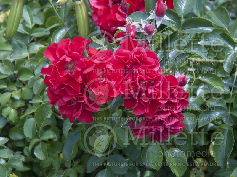 Rosa Flower Carpet Scarlet (Ground cover Rose) 1